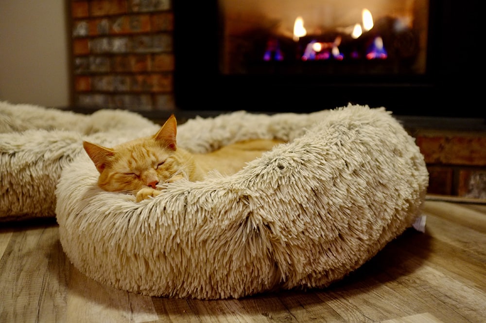 Cat sleeping in bed_Matthew Manuel_Unsplash