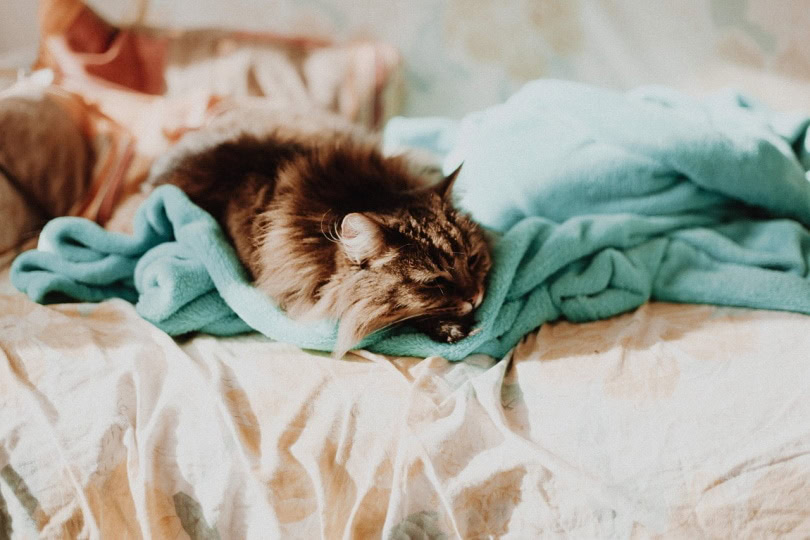 Cat sucking on a blanket