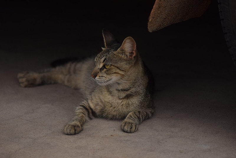 Cat under shade car