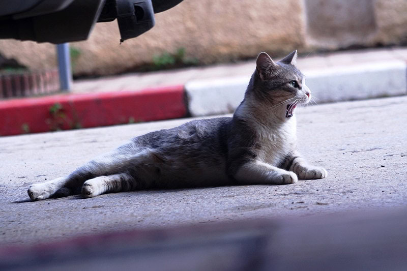 Cat under the car