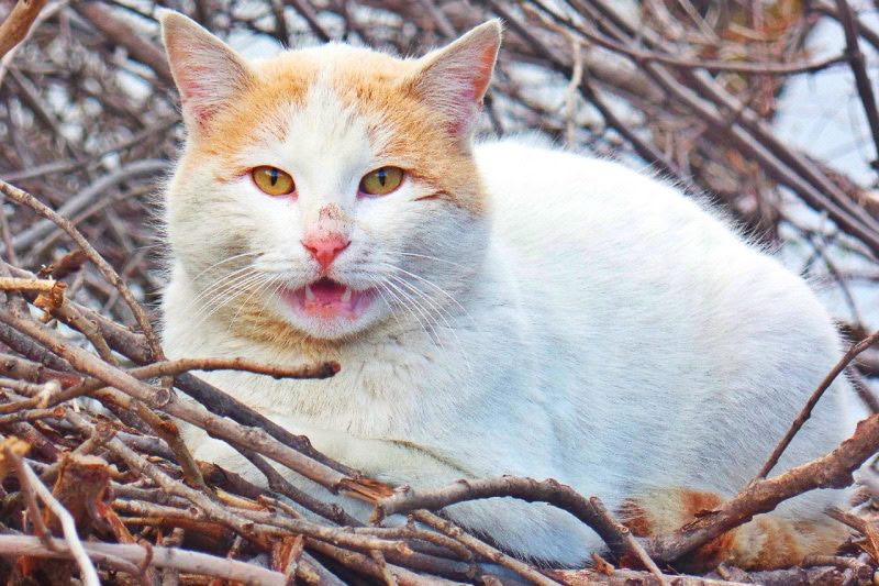 Cat with Flehmen's Response
