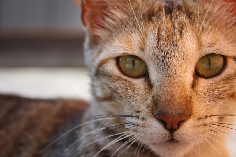 Cat with eye boogers