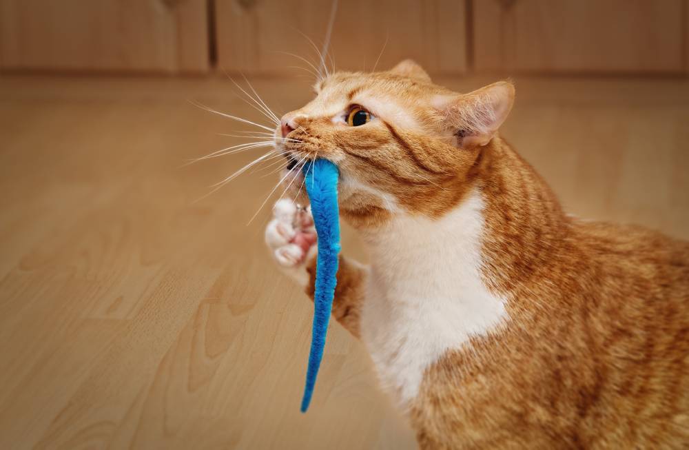 Cat playing