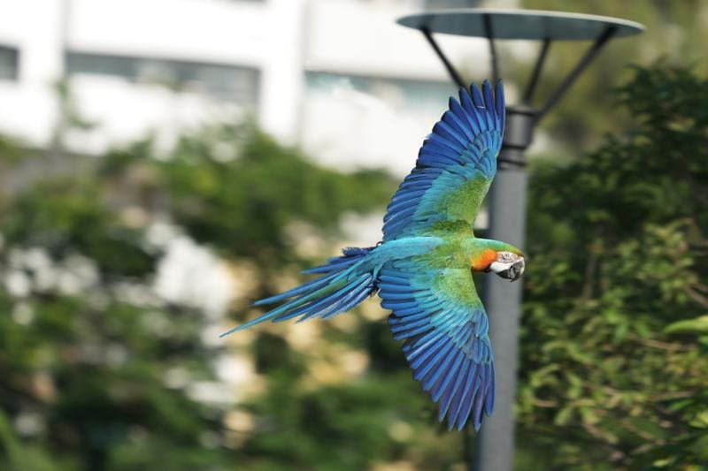 Catalina Macaw parrot bird free flying