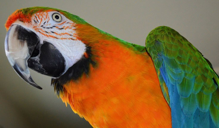 Catalina Macaw