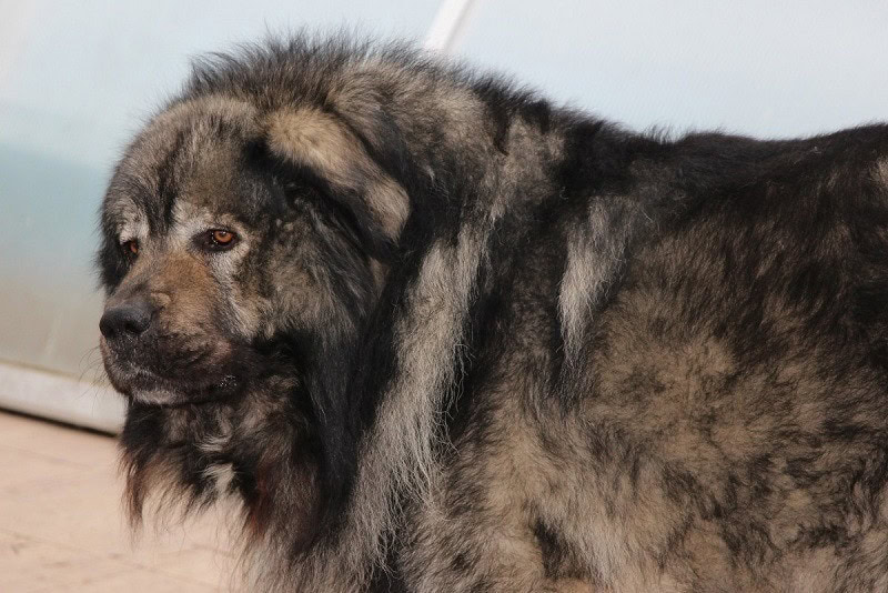 Caucasian-Shepherd-Dog-1
