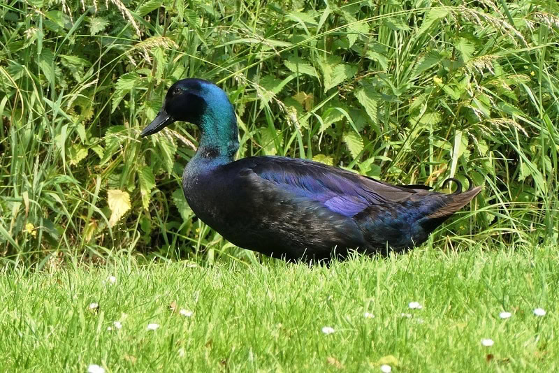Cayuga Duck (Anas platyrhynchos cayuga)