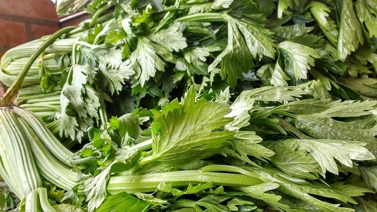 Celery_veggie
