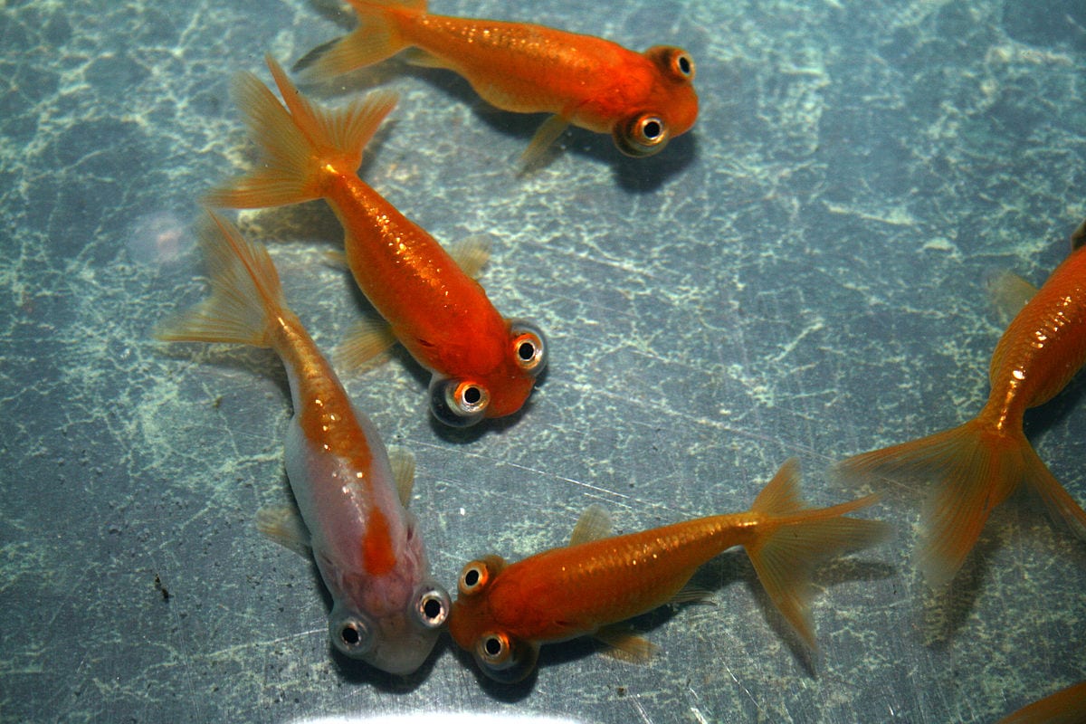 Celestial Goldfish