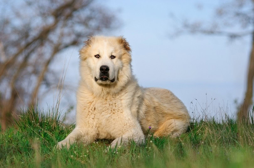 Central Asian Shepherd Dog in the grass
