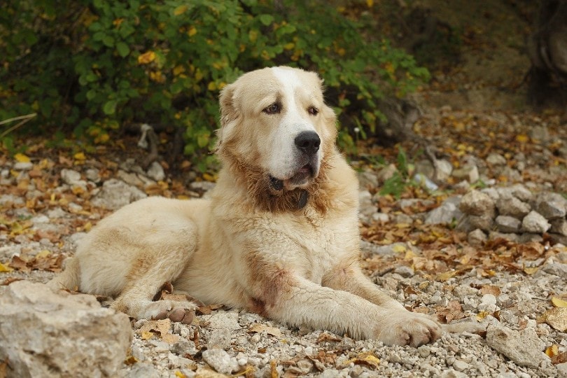 Central Asian Shepherd Dog_shelma25, Pixabay