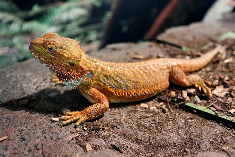 Central Bearded Dragon on a rock