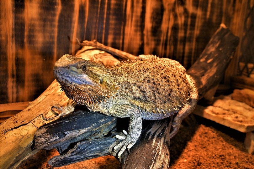 Central Bearded Dragon