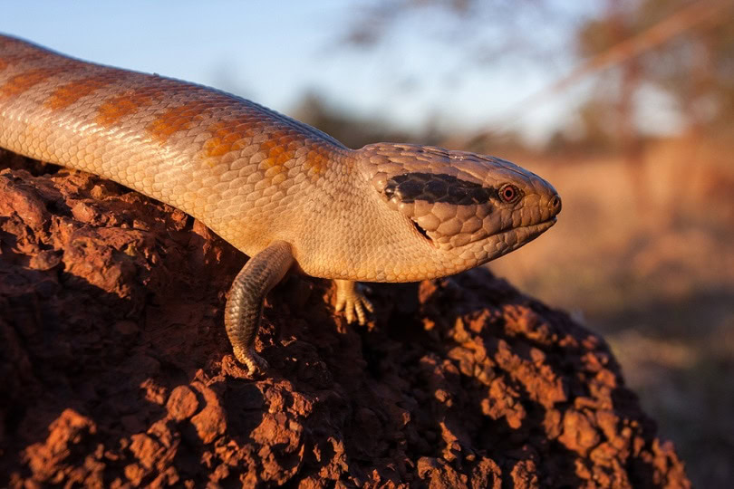 Centralian Blue-tongue Lizard_Ken Griffiths_shutterstock