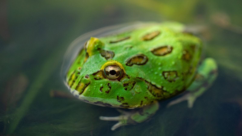 Ceratophrys Canwelli or Pacman frog