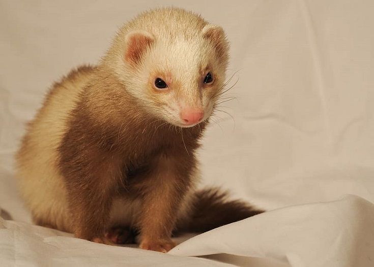 Champagne Ferret