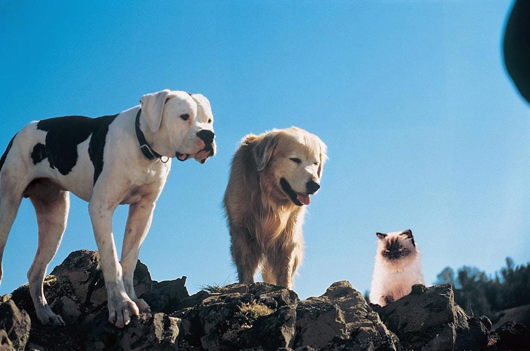 Chance and Shadow from the Homeward Bound