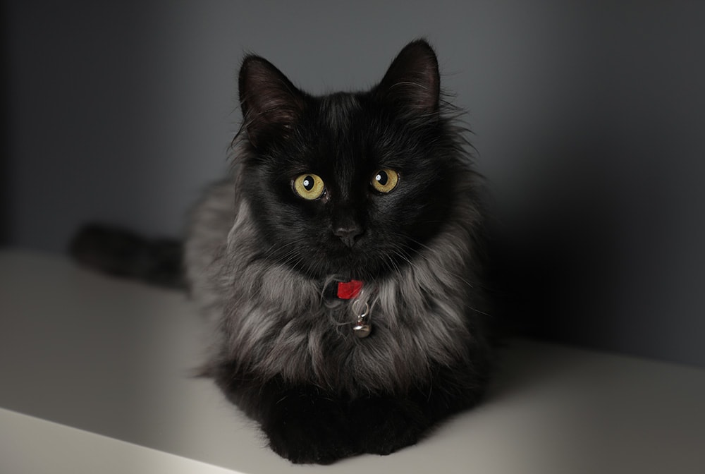 Chantilly Tiffany Kitten