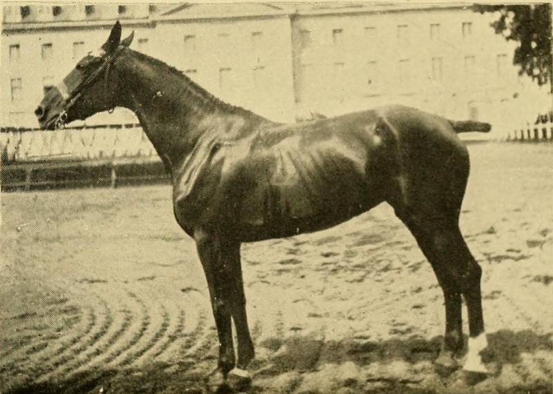 Charollais Horse
