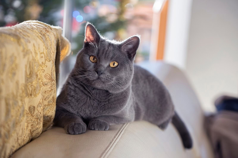 Chartreux cat