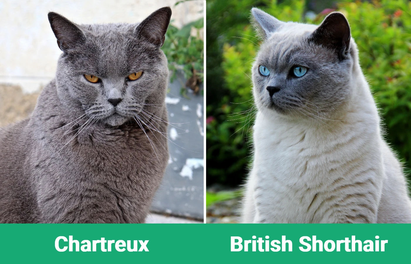 Chartreux vs British Shorthair - Visual Differences