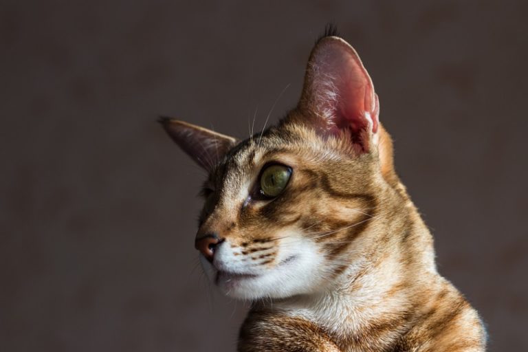 Chausi cat_shutterstock_flightofdeath.jpg