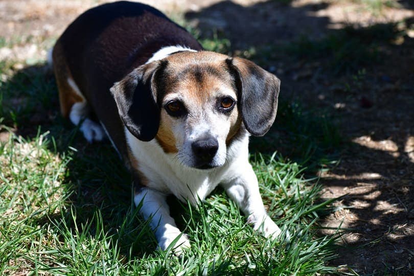 Cheagle lying on grass