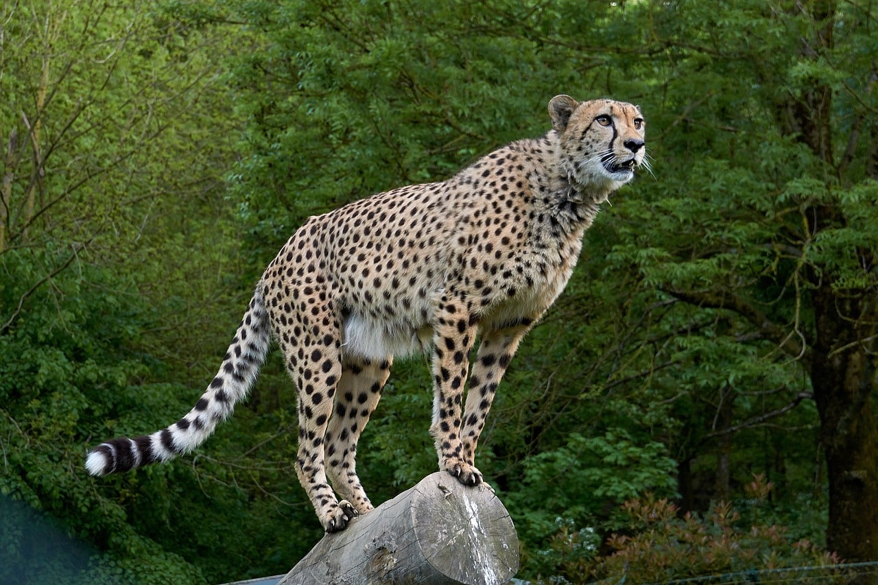 Cheetah standing on a dead tree stump