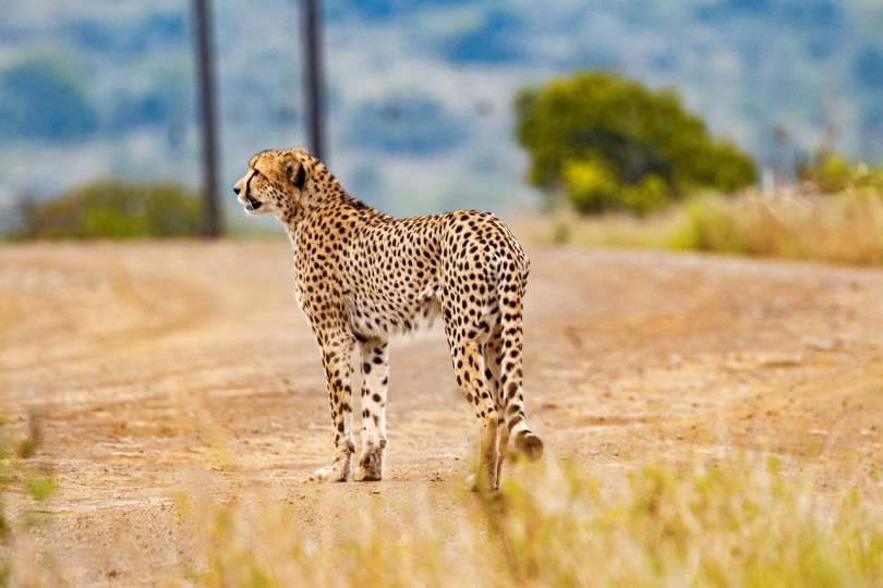 Cheetah standing on the dirt road