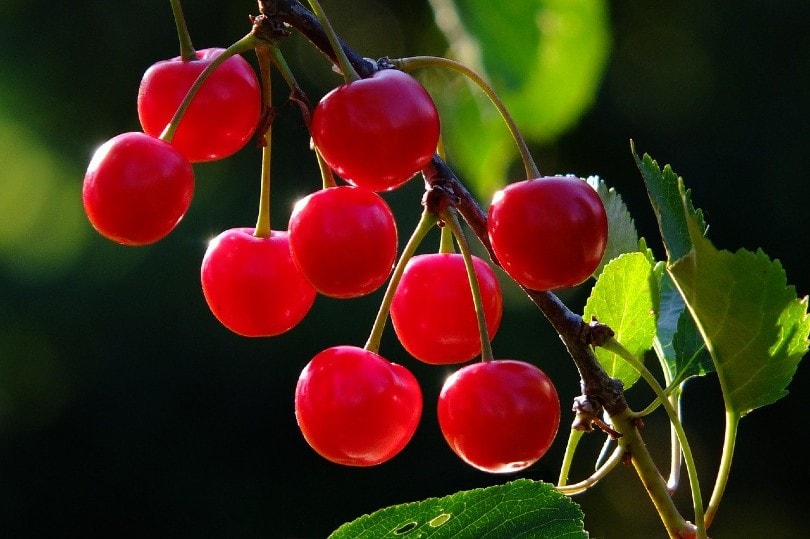 Cherries