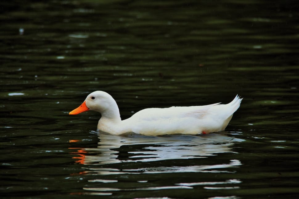 Cherry Valley duck