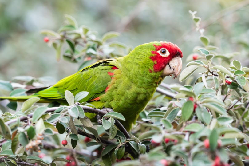 Cherry headed conure
