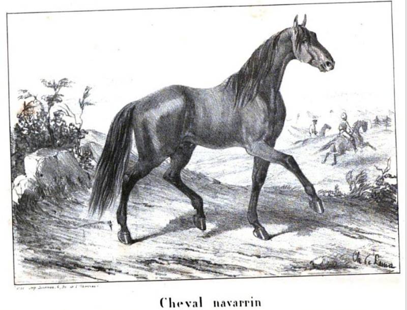 Cheval Navarrin horse