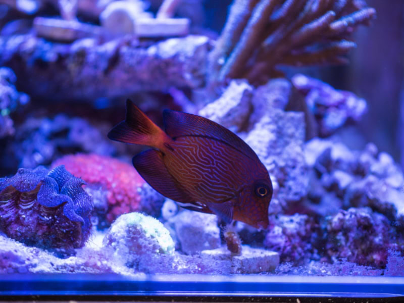 Chevron tang fish in a reef tank