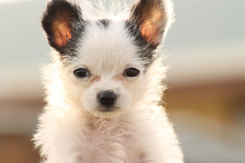 Chi-Chon_ Jasmine S C, Shutterstock