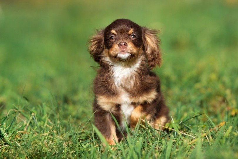 Chi-Spaniel_otsphoto, Shutterstock 
