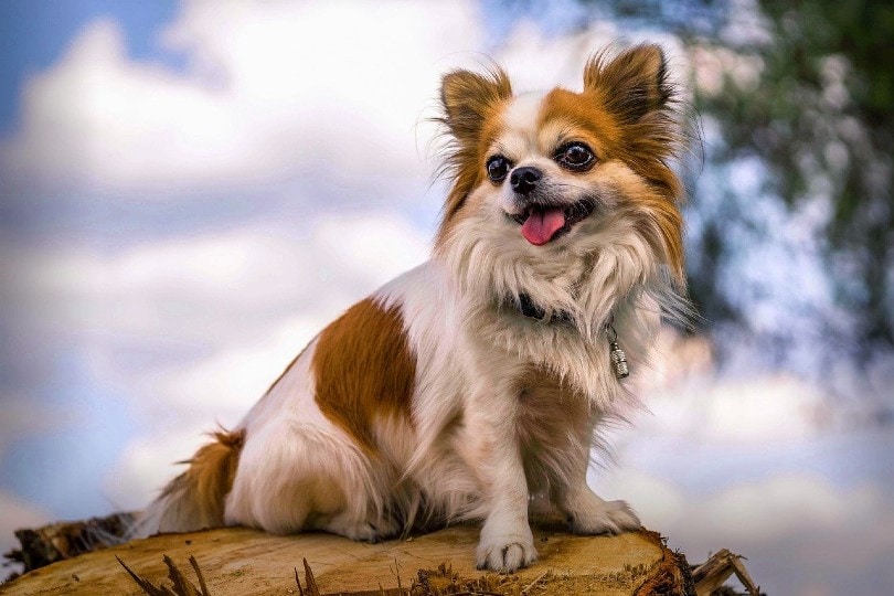 Chihuahua portrait