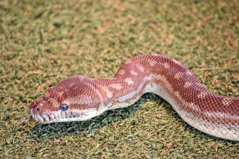Children’s Python
