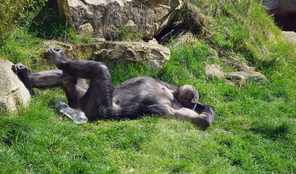 Chimpanzee laying on the grass_Pixabay