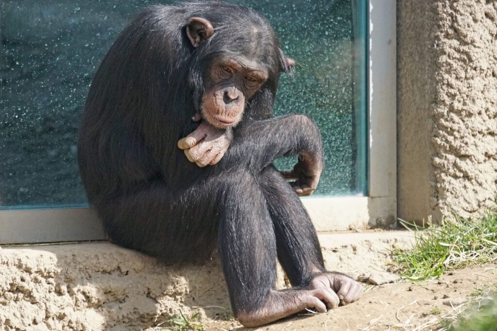 Chimpanzee siting_Pixabay
