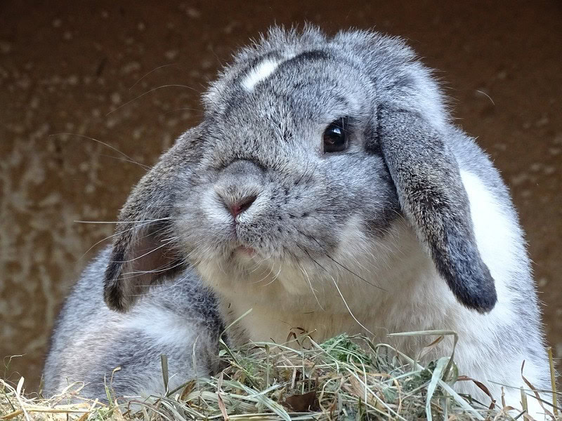 Chinchilla
