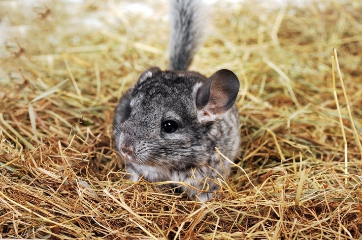 Chinchilla Hay