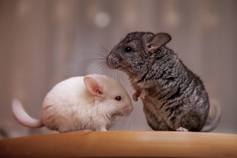 Chinchilla Tails_shutterstock_Luniaka Maria