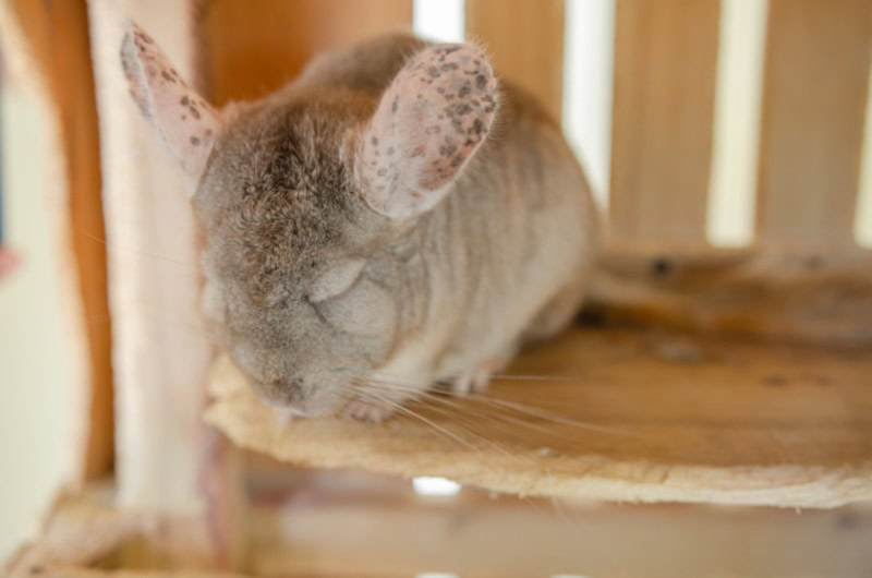 Chinchilla sleeping in cage