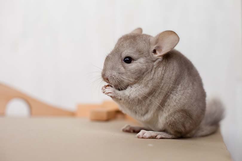 Chinchillia Eating