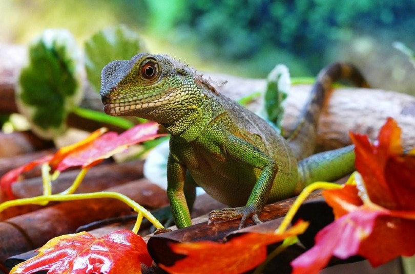 Chinese Water Dragon