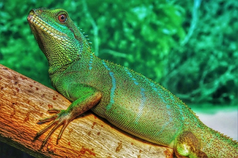 Chinese Water Dragon