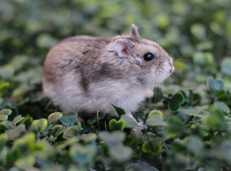 Chinese hamster