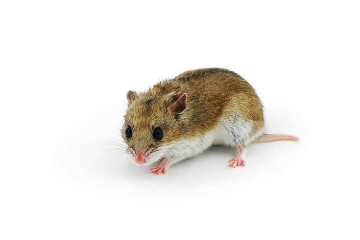 Chinese hamster