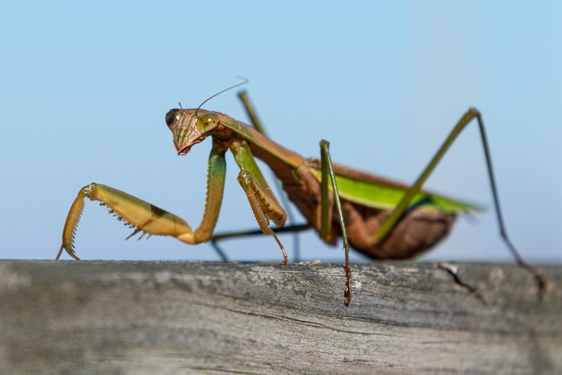 Chinese praying mantis